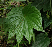 Tacca palmatifida, one leaf, Enrekang, South Sulawesi