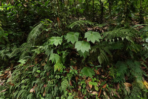 Tacca palmatifida on vertical earth bank, Palopo, South Sulawesi