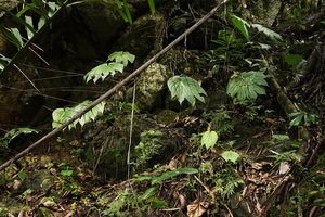 Tacca palmatifida on vertical mossy limestone boulder in forest understory, Tana Toraja, South Sulawesi