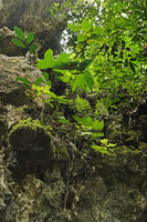 Tacca palmatifida on vertical mossy limestone boulder, Tana Toraja, South Sulawesi