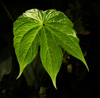 Tacca palmatifida, trifid leaf of a young individuall, Enrekang, South Sulawesi