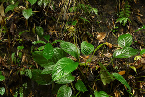 Tacca sumatrana flowering on its vertical limestone soil shaded bank, Bukittinggi, Sumatra
