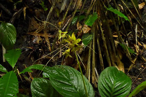 Tacca sumatrana, inflorescence, Bukittinggi, Sumatra