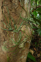 Taeniophyllum fasciola population, a leafless Orchid with appressed photosynthetic roots, Biausevu, Viti Levu, Fiji, Aug. 2016