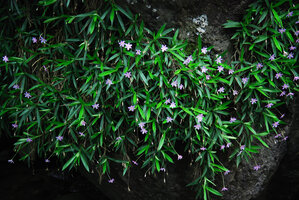 Xerophyta (syn. Talbotia) elegans, flowering population on vertical rock, Monks Cowl, Drakensberg, South Africa