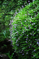 Xerophyta (syn. Talbotia) elegans, flowering vegetative clump on vertical face of a rock overhanging forest stream, Monks Cowl, Drakensberg, South Africa