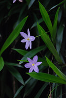 Xerophyta (syn. Talbotia) elegans, flowers Monks Cowl, Drakensberg, South Africa