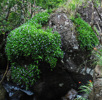 Xerophyta (syn. Talbotia) elegans vegetatively covering a big boulder emerging from forest stream, Monks Cowl, Drakensberg, South Africa
