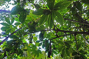 Tapeinochilos ananassae, aerial tall branched stems with spiral phyllotaxy, Manusela NP, Seram, Moluccas