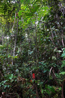 Tapeinochilos ananassae, basal inflorescence and 5 m tall branched leafy stems, Manusela NP, Seram, Moluccas