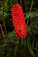 Tapeinochilos ananassae, inflorescence with some lower three lobed flower calyx withering and turning brown, Manusela NP, Seram, Moluccas