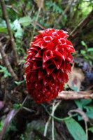Tapeinochilos ananassae, inflorescence with the youngest flowers at the top, the red calyx being still fleshy, Manusela NP, Seram, Moluccas