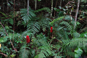 Tapeinochilos ananassae in forest understory, Manusela NP, 1000 m asl, Seram, Moluccas