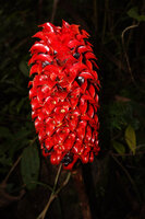 Tapeinochilos ananassae, one flower with persistent red calyx in the axil of each recurved red bract, Manusela NP, Seram, Moluccas