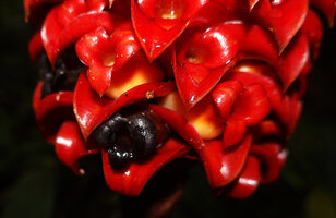 Tapeinochilos ananassae, red calyx turning black when withering and development of the yellowish fruit, Manusela NP, Seram, Moluccas