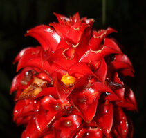 Tapeinochilos ananassae, small yellow corolla emerbing from the red calyx and bract, Manusela NP, Seram, Moluccas