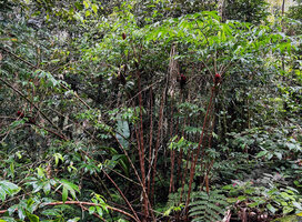 Tapeinochilos sp. nov., erect cane brown stems bending down once the top branches increase weight due to permanent production of new leaves, Kwau, 1600 m asl, Arfak Mts, West Papua