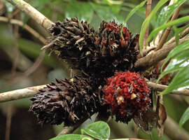 Tapeinochilos sp. nov., four successive inflorescences at the top of the leafless cane stem, Kwau, 1600 m asl, Arfak Mts, West Papua