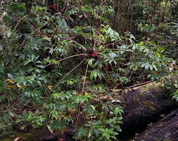 Tapeinochilos sp. nov. main cane stem bending down with its terminal group of inflorescences and the radiating leafy stems just below, Kwau, 1600 m asl, Arfak Mts, West Papua