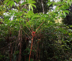 Tapeinochilos sp. nov., one erect leafless stem producing only brown cataphylls and fasciculate top lateral branched leafy stems just under terminal inflorescences, Kwau, 1600 m asl, Arfak Mts, West Papua