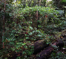 Tapeinochilos sp. nov., population of erect cane stems branching and flowering at the top, Kwau, 1600 m asl, Arfak Mts, West Papua