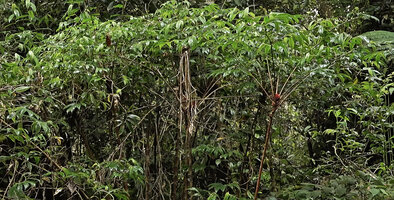 Tapeinochilos sp. nov., population of erect leafless cane stems ending in numerous radiating branched leafy shoots creating a continuous green canopy 3 meters above the soil, Kwau, 1600 m asl, Arfak Mts, West Papua