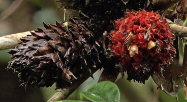 Tapeinochilos sp. nov., young and old inflorescences, the sharply pointed bracts persisting but turning brown when old, Kwau, 1600 m asl, Arfak Mts, West Papua