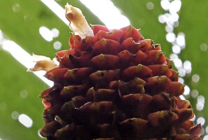 Tapeinochilos cf. salomonensis, dark red brownish bracts with greenisg sharp point and two flowers, Imbu Rano, Kolombangara, Solomon Islands