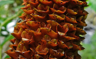 Tapeinochilos cf. salomonensis, dark reddish brown spoon shaped bracts with recuved greenish spiny tip and large emerging calyx lobes, Imbu Rano, Kolombangara, Solomon Islands