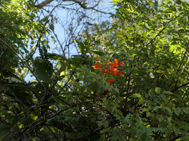 Tecoma nyassae on a vertical rocky bank, Zomba, Malawi