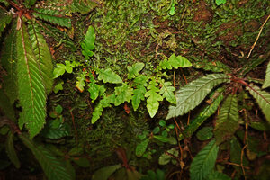 Tectaria zeilanica in the Acrotrema intermedium habitat, Kitulgala, Sri Lanka