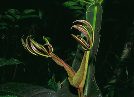 Teijsmanniodendron pteropodum in Borneo
