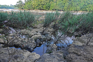 Telectadium dongnaiense as a dense rheophytic population in the rocky riverbed during the early dry season, Ben Cu rapids, Dong Nai river, Cat Tien NP, Vietnam