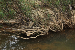 Telectadium dongnaiense, basal ramification typical of many rheophytic shrubby species, Ben Cu rapids, Dong Nai river, Cat Tien NP, Vietnam