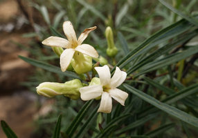 Telectadium dongnaiense, flowers at anthesis, Ben Cu rapids, Dong Nai river, Cat Tien NP, Vietnam