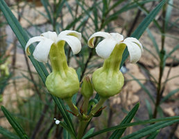 Telectadium dongnaiense, flowers, lateral view, Ben Cu rapids, Dong Nai river, Cat Tien NP, Vietnam