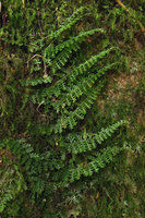 Teratophyllum aculeatum, shingle dissected fronds, Fraser&#039;s Hill, Malaysia