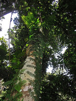 Arthrobotrya (syn. Teratophyllum) articulata, appressed thigmotropic fronds (bathyphylls) of the climbing sterile phase and fertile large fronds (acrophylls) expanding perpendicularly to the trunk support, Karawari, Sepik, Papua New Guinea
