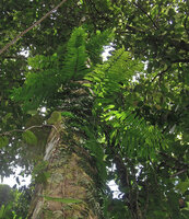 Arthrobotrya (syn. Teratophyllum) articulata, bright green detached fertile fronds terminating the stem (acrophylls) with appressed dark green fronds below, Karawari, Sepik, Papua New Guinea