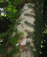 Arthrobotrya (syn. Teratophyllum) articulata, thigmotropic tightly appressed fronds of the climbing phase (bathyphylls), Karawari, Sepik, Papua New Guinea