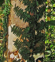 Arthrobotrya (syn. Teratophyllum) articulata, tightly appressed thigmotropic fronds (bathyphylls) of the climbing sterile phase along a tree trunk, Karawari, Sepik, Papua New Guinea