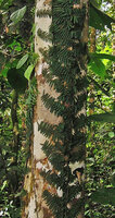 Arthrobotrya (syn. Teratophyllum) articulata, tightly appressed thigmotropic fronds (bathyphylls) of the climbing phase, Karawari, Sepik, Papua New Guinea