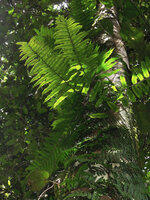 Arthrobotrya (syn. Teratophyllum) articulata, transition between the dark green appressed sterile vegetative fronds (bathyphylls) and the bright green adult detached fertile fronds (acrophylls), Karawari, Sepik, Papua New Guinea