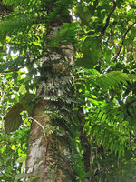 Arthrobotrya (syn. Teratophyllum) articulata, transition due to metamorphosis between the dark green appressed sterile fronds (bathyphylls) and the bright green detached fertile fronds (acrophylls), Karawari, Sepik, Papua New Guinea