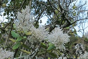 Tetradenia riparia, inflorescences, Zomba, Malawi
