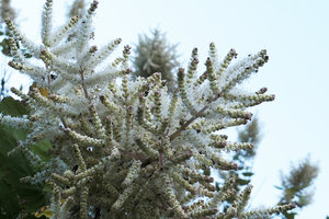 Tetradenia riparia, male flowers, Zomba, Malawi
