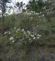 Tetradenia riparia on a vertical rocky bank, Zomba, Malawi