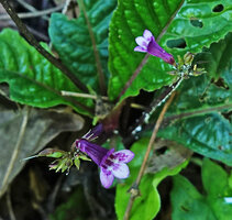 Tetranema evoluta, flowers, Cubilhuitz, Alta Verapaz, Guatemala