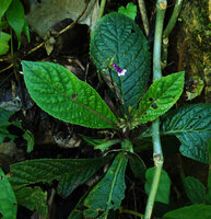 Tetranema evoluta, leaf rosette appressed on vertical earth and rocky bank, Cubilhuitz, Alta Verapaz, Guatemala