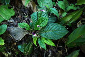 Tetranema evoluta on vertical earth and rocky bank, Cubilhuitz, Alta Verapaz, Guatemala